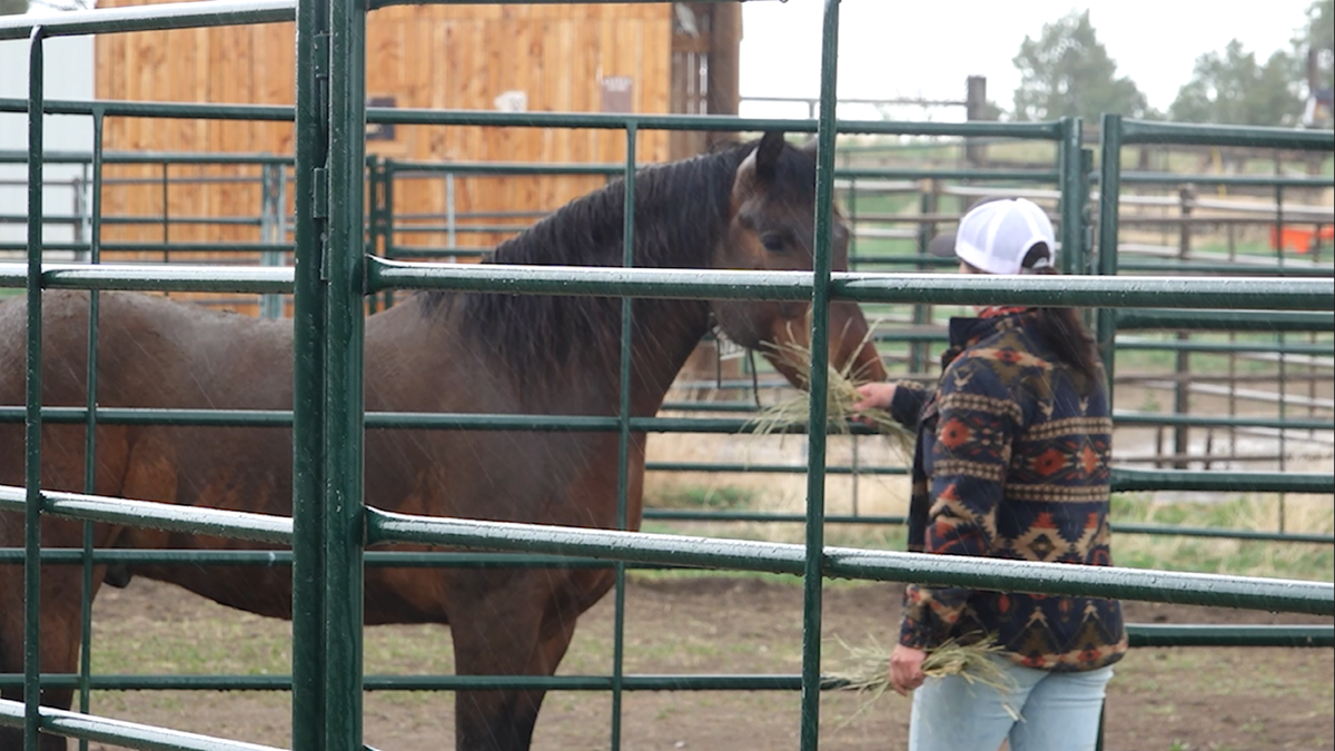 Memorial Day: Wild mustangs help veterans heal through Wyoming ranch program  at george magazine